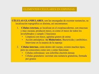 CÉLULAS GLANDULARES, son las encargadas de excretar sustancias, su
localización topográfica es distinta, así encontramos:
1. Células externas, se localizan en el exopinacodermo, son mucosas
y muy escasas, producen moco, es como el moco de todos los
invertebrados y cumple 2 funciones
• Limpieza con moco, aglutina granos de arena
• Acción antiséptica: Ac Hialuronico, Bactericida y antibiótico.
Interviene en la asepsia de la esponja
2. Células internas, están dentro del cuerpo, existen muchos tipos,
pero no conocemos como son y como funcionan
• Células esferulasas: son esferillas electrón densas
• Células granulares: secretan una sustancia granulosa, formada
por granos
ELEMENTOS CELULARES EN ESPONJAS
 