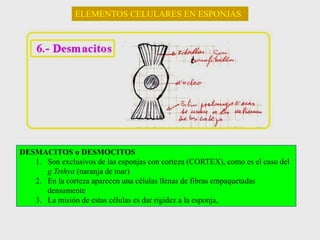 ELEMENTOS CELULARES EN ESPONJAS
DESMACITOS o DESMOCITOS
1. Son exclusivos de las esponjas con corteza (CORTEX), como es el caso del
g.Tethya (naranja de mar)
2. En la corteza aparecen una células llenas de fibras empaquetadas
densamente
3. La misión de estas células es dar rigidez a la esponja,
 