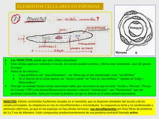 ELEMENTOS CELULARES EN ESPONJAS
1. Los MIOCITOS, puede que sean células musculares
2. Estas células aparecen rodeando el ósculo, los ósculos pueden cerrarse y abrirse muy lentamente, caso del género
Verongia
3. Partes de los miocitos:
a. Capa periférica con “microfilamentos”, son fibras que se han interpretado como “miofibrillas”
b. En el interior de la célula aparece un “núcleo central” un “halo de microtubulos” “aparato de Golgi y
Mitocondrias”
4. Para que en realidad fueran células musculares había que cerciorarse de que tuvieran “Actina y Miosina”. Pavans
de Ceccaty (1981) con Inmunofluorescencia encontró o detectó “Antimiosina”, una “Paramiosina” que son
proteínas contráctiles. Sería por lo tanto la primera vez que se detecta en el reino animal musculatura
MIOCITOS. Células contráctiles fusiformes situadas en el mesohilo, que se disponen alrededor del ósculo y de los
canales principales. Su citoplasma es rico en microfilamentos y microtúbulos. Su respuesta es lenta y no condicionada a
estímulos eléctricos, ya que en las esponjas no hay células nerviosas. Los microfilamentos son finas fibras de proteínas
de 3 a 7 nm de diámetro. Están compuestos predominantemente de una proteína contráctil llamada actina.
 