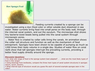 ... Feeding currents created by a sponge can be
investigated using a dye (food color or other soluble dye) dissolved in sea
water. Water currents bring food into small pores on the body wall, through
the internal canal system, and out the osculum. The microscope shot shows
tiny bacteria-sized beads being pulled into the canal system through
microscopic pores.
... Water flow is created by collar cells lining the canals. An animation shows
the collar cell structure and function as well as the mechanism of food
entrapment. Sponges have been shown to be capable of pumping as much as
1200 times their body volume in a single day. Studies of water flow on coral
reefs show that tall sponges interrupt the prevailing currents, providing a
better food supply directly around the sponge.
Discussion Questions:
• For what size range of food is the sponge system best adapted? . . . what are the most likely types of
food in this range?
• Using drawings from textbooks, compare the three main types of canal system structures in sponges
(ascon, sycon, leucon).
• What internal type of structure would you guess fits each of several example sponges seen in the
video?
How Sponges Feed
 