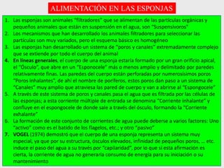 1. Las esponjas son animales “filtradores” que se alimentan de las partículas orgánicas y
pequeños animales que están en suspensión en el agua, son “Suspensívoros”
2. Los mecanismos que han desarrollado los animales filtradores para seleccionar las
partículas son muy variados, pero el esquema básico es homogéneo
3. Las esponjas han desarrollado un sistema de “poros y canales” extremadamente complejo
que se extiende por todo el cuerpo del animal
4. En líneas generales, el cuerpo de una esponja estaría formado por un gran orificio apical,
el “Ósculo”, que abre en un “Esponocele” más o menos amplio y delimitado por paredes
relativamente finas. Las paredes del cuerpo están perforadas por numerosísimos poros
“Poros inhalantes”, de ahí el nombre de poríferos, estos poros dan paso a un sistema de
“Canales” muy amplio que atraviesa las pared de cuerpo y van a abrirse al “Espongocele”
5. A través de este sistema de poros y canales pasa el agua que es filtrada por las células de
las esponjas; a esta corriente múltiple de entrada se denomina “Corriente inhalante” y
confluye en el espongocele de donde sale a través del ósculo, formando la “Corriente
exhalante”
6. La formación de este conjunto de corrientes de agua puede deberse a varios factores: Uno
“activo” como es el batido de los flagelos, etc.; y otro “pasivo”
7. VOGEL (1974) demostró que el cuerpo de una esponja representa un sistema muy
especial, ya que por su estructura, ósculos elevados, infinidad de pequeños poros, … etc.
induce el paso del agua a su través por “capilaridad”, por lo que si esta afirmación es
cierta, la corriente de agua no generaría consumo de energía para su iniciación o su
mantenimiento
ALIMENTACIÓN EN LAS ESPONJAS
 