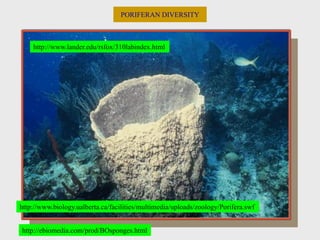 PORIFERAN DIVERSITY
http://ebiomedia.com/prod/BOsponges.html
http://www.biology.ualberta.ca/facilities/multimedia/uploads/zoology/Porifera.swf
http://www.lander.edu/rsfox/310labindex.html
 