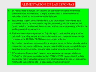 8. En realidad las esponjas son capaces de controlar en cierta medida las
corrientes que atraviesan su cuerpo, aumentando o disminuyendo su
velocidad e incluso interrumpiéndola del todo
9. Esto parece sugerir que además de la pura capilaridad la corriente está
sometida a otros factores que la regulan, como el grado de abertura del
ósculo y de los canales (células centrales actúan como tapones) y el batido de
los flagelos de los coanocitos.
10. El sistema en conjunto genera un flujo de agua considerable ya que se ha
calculado que el agua que atraviesa diariamente el cuerpo de una esponja
representa de 20.000 a 30.000 veces su propio volumen
11. Esto indica que el mecanismo de filtración propiamente dicho, el collar de los
coanocitos, no es muy eficiente, ya que necesita filtrar una cantidad de agua
excesiva, que de necesitar energía para realizarse sería antieconómico.
12. El “modelo de flujo pasivo” tiene el inconveniente de que podría haber
“reflujo”, y el sistema no sería efectivo. VOGEL (1978 y posteriores) señala
que puede haber válvulas para prevenir el reflujo (podrían ser los coanocitos
hinchando sus collares, etc.) O sea, queda mucho por saber.
ALIMENTACIÓN EN LAS ESPONJAS
 