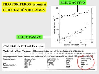 FILO PORÍFEROS (esponjas)
CIRCULACIÓN DELAGUA
FLUJO PASIVO
FLUJO ACTIVO
CAUDAL NETO=0.18 cm3/s
 