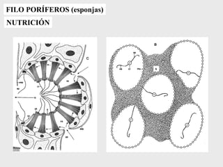 FILO PORÍFEROS (esponjas)
NUTRICIÓN
 