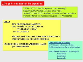 ¿De qué se alimentan las esponjas?
DIETA
20% PROTOZOOS MARINOS
79% PARTÍCULAS ORGÁNICAS
(FILTRADAS + DOM)
1% BACTERIAS
PRODUCTOS SINTETIZADOS POR SIMBIONTES
(ZOOXANTELAS, CIANOBACTERIAS)
EXCRECCIÓN E INTERCAMBIO DE GASES
por simple difusión
VOGEL (1977) El flujo del agua no consume energía
RIESWIG (1975) Analiza agua que entra y sale
SCHMIDT (1969-1971) Proteínas del medio. En Demosponjas =
Marcó Bacterias con fluorescencia, pasa a los Amebocitos
Cómo capturan el alimento
En Calcáreas: células vespiformes
En Demospojas: transfieren a Amebocitos
BACTERIAS simbiontes: 36% del peso
Cianoficeas
Zooclorelas
Zooxantelas
 