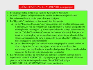 ¿CÓMO CAPTUAN EL ALIMENTO las esponjas?
1. Se investigó sobre especies de l género Ephydatia y Spongilla.
2. SCHMIDT (1969-1971) Proteínas del medio. En Demosponjas = Marcó
Bacterias con fluorescencia, pasa a los Amebocitpos
3. La “Digestión” es distinta en función del tipo de esponja:
A. En las “Esponjas Calcáreas”, cuyos coanocitos son grandes, estos capturan
el alimento, el cual se concentra en la parte inferior y cuando esta parte está
bien repleta se “estrangula” y acaba separándose del cuerpo del coanaocito,
son las “Células Vespiformes” (coanocito lleno de alimento). Esta parte se
hunde en la mesoglea y es aprovechada como alimento por el resto de las
células. Al separarse esta parte el coanocito pierde el collar y el flagelo, pero
estos los regenera inmediatamente
B. En las “Demosponjas” los coanocitos son más pequeños y no se realiza en
ellos la digestión. En estas esponjas el alimento se transfiere a los
amebocitos, y es en ellos donde se realiza la digestión. Una vez realizada las
sustancias de desecho son eliminadas por los canales
4. Las “Bacterias” además de constituir una parte del alimento, también tienen
importancia como SIMBIONTES. Hay esponjas que tienen hasta el 36% de su
peso en bacterias, también pueden tener CIANOFICEAS y algas
ZOOCLORELAS y ZOOXANTELAS como simbiontes
 
