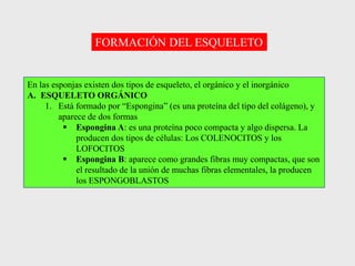 FORMACIÓN DEL ESQUELETO
En las esponjas existen dos tipos de esqueleto, el orgánico y el inorgánico
A. ESQUELETO ORGÁNICO
1. Está formado por “Espongina” (es una proteína del tipo del colágeno), y
aparece de dos formas
 Espongina A: es una proteína poco compacta y algo dispersa. La
producen dos tipos de células: Los COLENOCITOS y los
LOFOCITOS
 Espongina B: aparece como grandes fibras muy compactas, que son
el resultado de la unión de muchas fibras elementales, la producen
los ESPONGOBLASTOS
 
