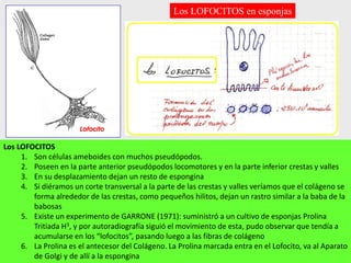 Los LOFOCITOS en esponjas
Los LOFOCITOS
1. Son células ameboides con muchos pseudópodos.
2. Poseen en la parte anterior pseudópodos locomotores y en la parte inferior crestas y valles
3. En su desplazamiento dejan un resto de espongina
4. Si diéramos un corte transversal a la parte de las crestas y valles veríamos que el colágeno se
forma alrededor de las crestas, como pequeños hilitos, dejan un rastro similar a la baba de la
babosas
5. Existe un experimento de GARRONE (1971): suministró a un cultivo de esponjas Prolina
Tritiada H3, y por autoradiografía siguió el movimiento de esta, pudo observar que tendía a
acumularse en los “lofocitos”, pasando luego a las fibras de colágeno
6. La Prolina es el antecesor del Colágeno. La Prolina marcada entra en el Lofocito, va al Aparato
de Golgi y de allí a la espongina
 