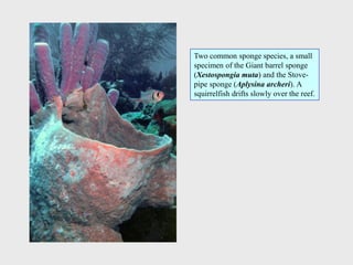 Two common sponge species, a small
specimen of the Giant barrel sponge
(Xestospongia muta) and the Stove-
pipe sponge (Aplysina archeri). A
squirrelfish drifts slowly over the reef.
 
