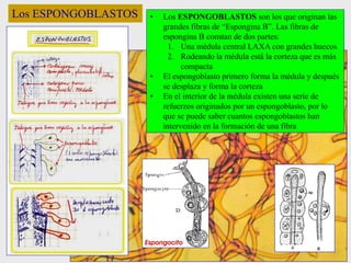 Los ESPONGOBLASTOS • Los ESPONGOBLASTOS son los que originan las
grandes fibras de “Espongina B”. Las fibras de
espongina B constan de dos partes:
1. Una médula central LAXA con grandes huecos
2. Rodeando la médula está la corteza que es más
compacta
• El espongoblasto primero forma la médula y después
se desplaza y forma la corteza
• En el interior de la médula existen una serie de
refuerzos originados por un espongoblasto, por lo
que se puede saber cuantos espongoblastos han
intervenido en la formación de una fibra
 