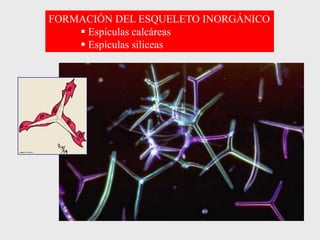 FORMACIÓN DEL ESQUELETO INORGÁNICO
 Espículas calcáreas
 Espículas siliceas
 