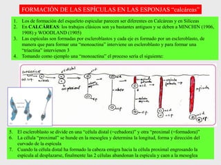1. Los de formación del esqueleto espicular parecen ser diferentes en Calcáreas y en Silíceas
2. En CALCÁREAS: los trabajos clásicos son ya bastantes antiguos y se deben a MINCHIN (1906,
1908) y WOODLAND (1905)
3. Las espículas son formadas por escleroblastos y cada eje es formado por un escleroblasto, de
manera que para formar una “monoactina” interviene un escleroblasto y para formar una
“triactina” intervienen 3
4. Tomando como ejemplo una “monoactina” el proceso sería el siguiente:
FORMACIÓN DE LAS ESPÍCULAS EN LAS ESPONJAS “calcáreas”
5. El escleroblasto se divide en una “célula distal (=cebadora)” y otra “proximal (=formadora)”
6. La célula “proximal” se hunde en la mesoglea y determina la longitud, forma y dirección del
curvado de la espícula
7. Cuando la célula distal ha formado la cabeza emigra hacia la célula proximal engrosando la
espícula al desplazarse, finalmente las 2 células abandonan la espícula y caen a la mesoglea
 