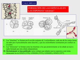 FORMACIÓN DE LAS ESPÍCULAS EN
LAS ESPONJAS “calcáreas”
8. Las “triactinas” se forman por la acción conjunta de 3 escleroblastos, cada uno de los cuales forma
un radio por el procedimiento antes descrito, y que los escleroblastos terminarían por confluir en
el centro
9. Las “tetraxonas” se forman como las triactinas a las que posteriormente se les añade un nuevo
radio formado por otra célula independiente
10. Recientemente se han publicado varios trabajos que añaden nuevos aspectos a este tema,
destacando los de JONES (1970), LEDGER (1975) y LEDGER y JONES (1977)
CALCÁREAS
 
