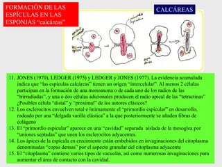 FORMACIÓN DE LAS
ESPÍCULAS EN LAS
ESPONJAS “calcáreas”
11. JONES (1970), LEDGER (1975) y LEDGER y JONES (1977). La evidencia acumulada
indica que “las espículas calcáreas” tienen un origen “intercelular”. Al menos 2 células
participan en la formación de una monoaxona o de cada uno de los radios de las
“trirradiadas”, y una o dos células adicionales producen el radio apical de las “tetractinas”
¿Posibles célula “distal” y “proximal” de los autores clásicos?
12. Los esclerocitos envuelven total e íntimamente el “primordio espicular” en desarrollo,
rodeado por una “delgada varilla elástica” a la que posteriormente se añaden fibras de
colágeno
13. El “primordio espicular” aparece en una “cavidad” separada aislada de la mesoglea por
“uniones septadas” que unen los esclerocitos adyacentes.
14. Los ápices de la espícula en crecimiento están embebidos en invaginaciones del citoplasma
denominadas “copas densas” por el aspecto granular del citoplasma adyacente
15. El “citoplasma” contiene varios tipos de vacuolas, así como numerosas invaginaciones para
aumentar el área de contacto con la cavidad.
CALCÁREAS
 
