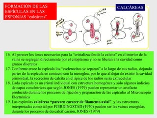 16. Al parecer los iones necesarios para la “cristalización de la calcita” en el interior de la
vaina se segregan directamente por el citoplasma y no se liberan a la cavidad como
granos discretos
17. Conforme crece la espícula los “esclerocitos se separan” a lo largo de sus radios, dejando
partes de la espícula en contacto con la mesoglea, por lo que al dejar de existir la cavidad
primordial, la secreción de calcita en el ápice de los radios sería extracelular
18. Cada espícula es un cristal individual con estructura homogénea y sólo algunos indicios
de capas concéntricas que según JONES (1979) pueden representar un artefacto
producido durante los procesos de fijación y preparación de las espículas al Microscopio
Electrónico
19. Las espículas calcáreas “parecen carecer de filamento axial”, y las estructuras
interpretadas como tal por FJERDINGSTAD (1970) pueden ser las vainas encogidas
durante los procesos de descalcificación, JONES (1979)
FORMACIÓN DE LAS
ESPÍCULAS EN LAS
ESPONJAS “calcáreas”
CALCÁREAS
 