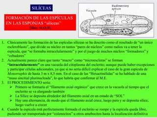 FORMACIÓN DE LAS ESPÍCULAS
EN LAS ESPONJAS “silíceas”
Sílice: Si3O7H2
1. Clásicamente las formación de las espículas silíceas se ha descrito como el resultado de “un único
escleroblasto”, que divide su núcleo en tantos “pares de núcleos” como radios va a tener la
espícula, que “se formaba intracelularmente” y por el juego de muchos núcleos “formadores” y
“cebadores”
2. Actualmente parece claro que tanto “macro” como “microescleras” se forman
“intracelularmente” en una vacuola del citoplasma del esclerito; aunque puede haber excepciones
y participar células adicionales, ya que si no sería difícil explicar el caso de la gran espícula de
Monorraphis de hasta 3 m x 8,5 mm. En el caso de las “Hexactinélidas” se ha hablado de una
“masa sincitial plurinucleada”, lo que habría que confirmar al M.E.
3. El PROCEDIMIENTO sería:
 Primero se formaría el “filamento axial orgánico” que crece en la vacuola al tiempo que el
esclerito se va alargando también
 La Sílice se deposita alrededor del filamento axial en un estado de “SOL”
 Hay una alternancia, de modo que el filamento axial crece, luego para y se deposita sílice,
luego vuelve a crecer
4. Cuando la espícula está perfectamente formada el esclerito se rompe y la espícula queda libre,
pudiendo ser transportada por “colenocitos” u otros amebocitos hasta la localización definitiva
SILÍCEAS
 