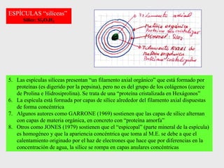 ESPÍCULAS “silíceas”
Sílice: Si3O7H2
5. Las espículas silíceas presentan “un filamento axial orgánico” que está formado por
proteínas (es digerido por la pepsina), pero no es del grupo de los colágenos (carece
de Prolina e Hidrosiprolina). Se trata de una “proteína cristalizada en Hexágonos”
6. La espícula está formada por capas de sílice alrededor del filamento axial dispuestas
de forma concéntrica
7. Algunos autores como GARRONE (1969) sostienen que las capas de sílice alternan
con capas de materia orgánica, en concreto con “proteína amorfa”
8. Otros como JONES (1979) sostienen que el “espicopal” (parte mineral de la espícula)
es homogéneo y que la apariencia concéntrica que toma al M.E. se debe a que el
calentamiento originado por el haz de electrones que hace que por diferencias en la
concentración de agua, la sílice se rompa en capas anulares concéntricas
 