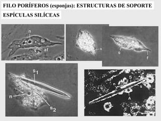 FILO PORÍFEROS (esponjas): ESTRUCTURAS DE SOPORTE
ESPÍCULAS SILÍCEAS
 