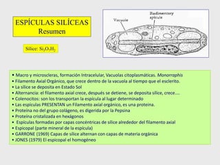 ESPÍCULAS SILÍCEAS
Resumen
Sílice: Si3O7H2
• Macro y microscleras, formación Intracelular, Vacuolas citoplasmáticas. Monorraphis
• Filamento Axial Orgánico, que crece dentro de la vacuola al tiempo que el esclerito.
• La sílice se deposita en Estado Sol
• Alternancia: el filamento axial crece, después se detiene, se deposita sílice, crece....
• Colenocitos: son los transportan la espícula al lugar determinado
• Las espículas PRESENTAN un Filamento axial orgánico, es una proteina.
• Proteína no del grupo colágeno, es digerida por la Pepsina
• Proteína cristalizada en hexágonos
• Espículas formadas por capas concéntricas de sílice alrededor del filamento axial
• Espicopal (parte mineral de la espícula)
• GARRONE (1969) Capas de sílice alternan con capas de materia orgánica
• JONES (1979) El espicopal el homogéneo
 