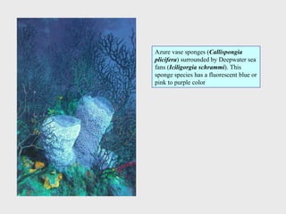 Azure vase sponges (Callispongia
plicifera) surrounded by Deepwater sea
fans (Iciligorgia schrammi). This
sponge species has a fluorescent blue or
pink to purple color
 