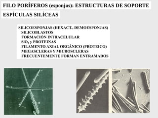 FILO PORÍFEROS (esponjas): ESTRUCTURAS DE SOPORTE
ESPÍCULAS SILÍCEAS
SILICOESPONJAS (HEXACT., DEMOESPONJAS)
SILICOBLASTOS
FORMACIÓN INTRACELULAR
SiO2 y PROTEINAS
FILAMENTO AXIAL ORGÁNICO (PROTEICO)
MEGASCLERAS Y MICROSCLERAS
FRECUENTEMENTE FORMAN ENTRAMADOS
 