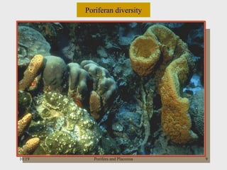 10:19 Porifera and Placozoa 9
Poriferan diversity
 