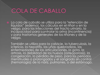    La cola de caballo se utiliza para la "retención de
    líquidos” (edema), los cálculos en el riñon y en la
    vejiga, para las infecciones del tracto urinario, la
    incapacidad para controlar la orina (incontinencia)
    y para trastornos generales de los riñones y de la
    vejiga.
    También se utiliza para la calvicie, la tuberculosis, la
    ictericia, la hepatitis, las uñas quebradizas, las
    enfermedades de las articulaciones, la gota, la
    artrosis, la debilidad de los huesos (osteoporosis), la
    congelación, la pérdida de peso, para los períodos
    menstruales o prolongados y el sangrado sin control
    (hemorragia) de la nariz, pulmones, o del estómago.
 