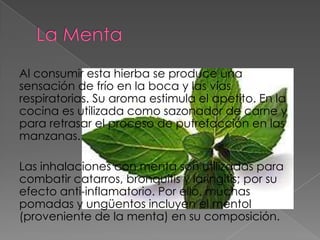 Al consumir esta hierba se produce una
sensación de frío en la boca y las vías
respiratorias. Su aroma estimula el apetito. En la
cocina es utilizada como sazonador de carne y
para retrasar el proceso de putrefacción en las
manzanas.

Las inhalaciones con menta son utilizadas para
combatir catarros, bronquitis y laringitis; por su
efecto anti-inflamatorio. Por ello, muchas
pomadas y ungüentos incluyen el mentol
(proveniente de la menta) en su composición.
 