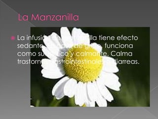    La infusión de manzanilla tiene efecto
    sedante. En caso de gripe, funciona
    como sudorífico y calmante. Calma
    trastornos gastrointestinales o diarreas.
 
