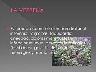    Es tomada como infusión para tratar el
    insomnio, migrañas, taquicardia,
    ansiedad, dolores menstruales,
    infecciones leves, parasitos intestinales
    (lombrices), gastritis, dispepsias,
    neuralgias y reumatismo.
 