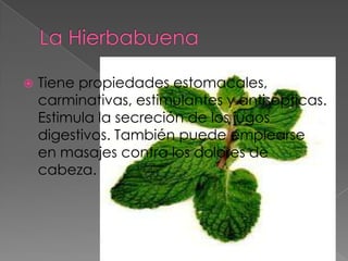    Tiene propiedades estomacales,
    carminativas, estimulantes y antisépticas.
    Estimula la secreción de los jugos
    digestivos. También puede emplearse
    en masajes contra los dolores de
    cabeza.
 