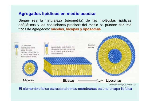 Leccion202020 lipidos(2)