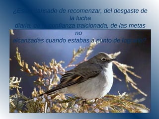 ¿Estás cansado de recomenzar, del desgaste de
la lucha
diaria, de la confianza traicionada, de las metas
no
alcanzadas cuando estabas a punto de lograrlo?
 