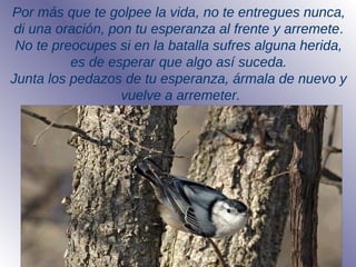 Por más que te golpee la vida, no te entregues nunca,
di una oración, pon tu esperanza al frente y arremete.
No te preocupes si en la batalla sufres alguna herida,
es de esperar que algo así suceda.
Junta los pedazos de tu esperanza, ármala de nuevo y
vuelve a arremeter.
 