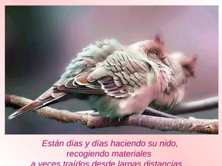 Están días y días haciendo su nido,
recogiendo materiales
 