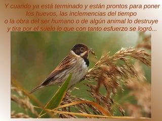 Y cuando ya está terminado y están prontos para poner
los huevos, las inclemencias del tiempo
o la obra del ser humano o de algún animal lo destruye
y tira por el suelo lo que con tanto esfuerzo se logró...
 