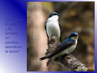 ¿Qué hace
el pájaro?
¿Se
amilana,
se
paraliza,
abandona
la tarea?
 