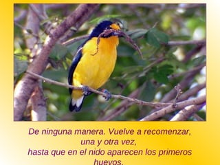 De ninguna manera. Vuelve a recomenzar,
una y otra vez,
hasta que en el nido aparecen los primeros
 