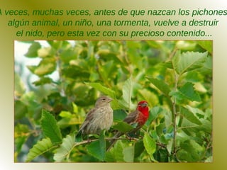 A veces, muchas veces, antes de que nazcan los pichones
algún animal, un niño, una tormenta, vuelve a destruir
el nido, pero esta vez con su precioso contenido...
 