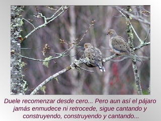 Duele recomenzar desde cero... Pero aun así el pájaro
jamás enmudece ni retrocede, sigue cantando y
construyendo, construyendo y cantando...
 
