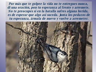 P or más que te golpee la vida no te entregues nunca,  di una oración, pon tu esperanza al frente y arremete .   N o te preocupes si en la batalla sufres alguna herida,  es de esperar que algo así suceda. Junta los pedazos de tu esperanza, ármala de nuevo y vuelve a arremeter. 