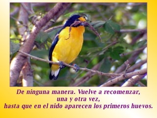 De ninguna manera. Vuelve a recomenzar,  una y otra vez,  hasta que en el nido aparecen los primeros huevos.  