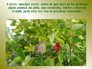 A veces -muchas veces- antes de que nazcan los pichones  algún animal, un niño, una tormenta, vuelve a destruir  el nido, pero esta vez con su precioso contenido... 