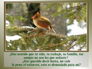 ¿Has sentido que tu vida, tu trabajo, tu familia, tus amigos no son los que soñaste?  ¿Has querido decir basta, no vale la pena el esfuerzo, esto es demasiado para mí?  