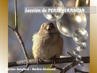 Lección de PERSEVERANCIA
Música: Songbird – Barbra Streisand
 