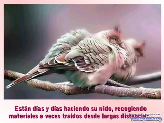 Están días y días haciendo su nido, recogiendoEstán días y días haciendo su nido, recogiendo
materiales a veces traídos desde largas distancias...materiales a veces traídos desde largas distancias...
 