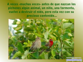 A veces -muchas veces- antes de que nazcan los
pichones algún animal, un niño, una tormenta,
vuelve a destruir el nido, pero esta vez con su
precioso contenido...
 