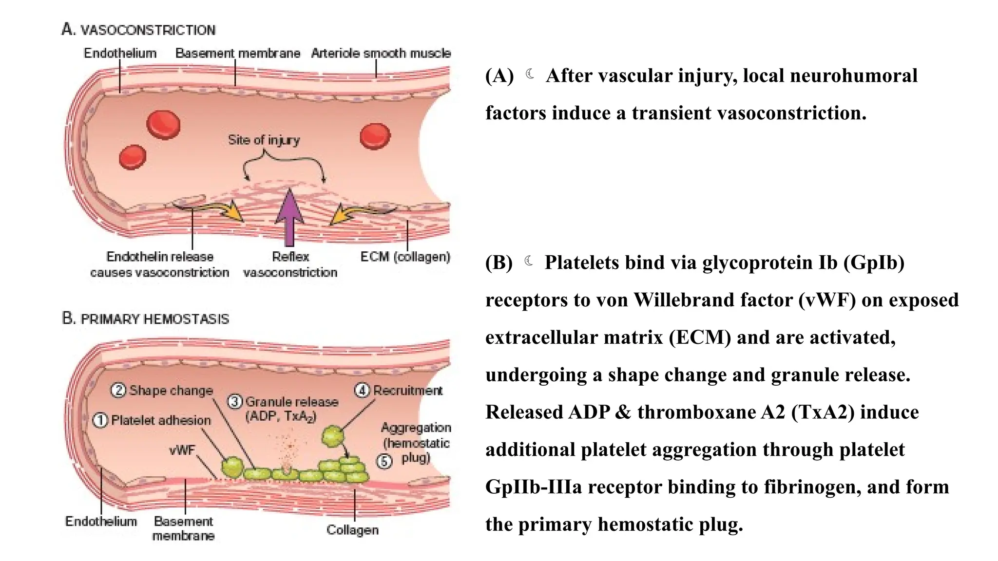 (A)  After vascular injury, local neurohumoral
factors induce a transient vasoconstriction.
(B)  Platelets bind via glycoprotein Ib (GpIb)
receptors to von Willebrand factor (vWF) on exposed
extracellular matrix (ECM) and are activated,
undergoing a shape change and granule release.
Released ADP & thromboxane A2 (TxA2) induce
additional platelet aggregation through platelet
GpIIb-IIIa receptor binding to fibrinogen, and form
the primary hemostatic plug.
 