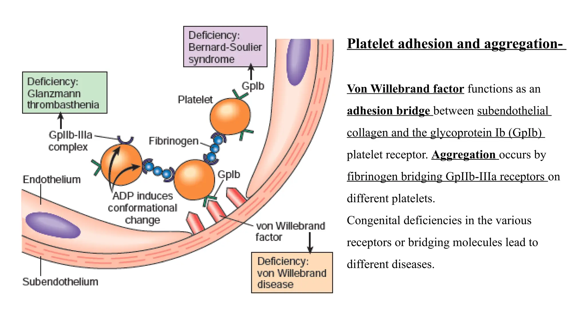 Platelet adhesion and aggregation-
Von Willebrand factor functions as an
adhesion bridge between subendothelial
collagen and the glycoprotein Ib (GpIb)
platelet receptor. Aggregation occurs by
fibrinogen bridging GpIIb-IIIa receptors on
different platelets.
Congenital deficiencies in the various
receptors or bridging molecules lead to
different diseases.
 
